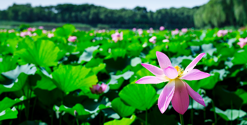 w66国际·利来(中国)最给力的老牌